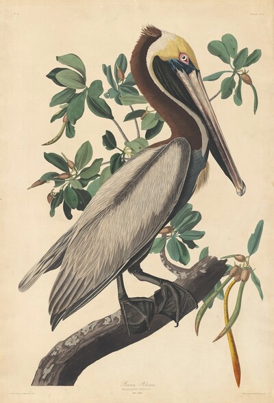 Brown Pelican