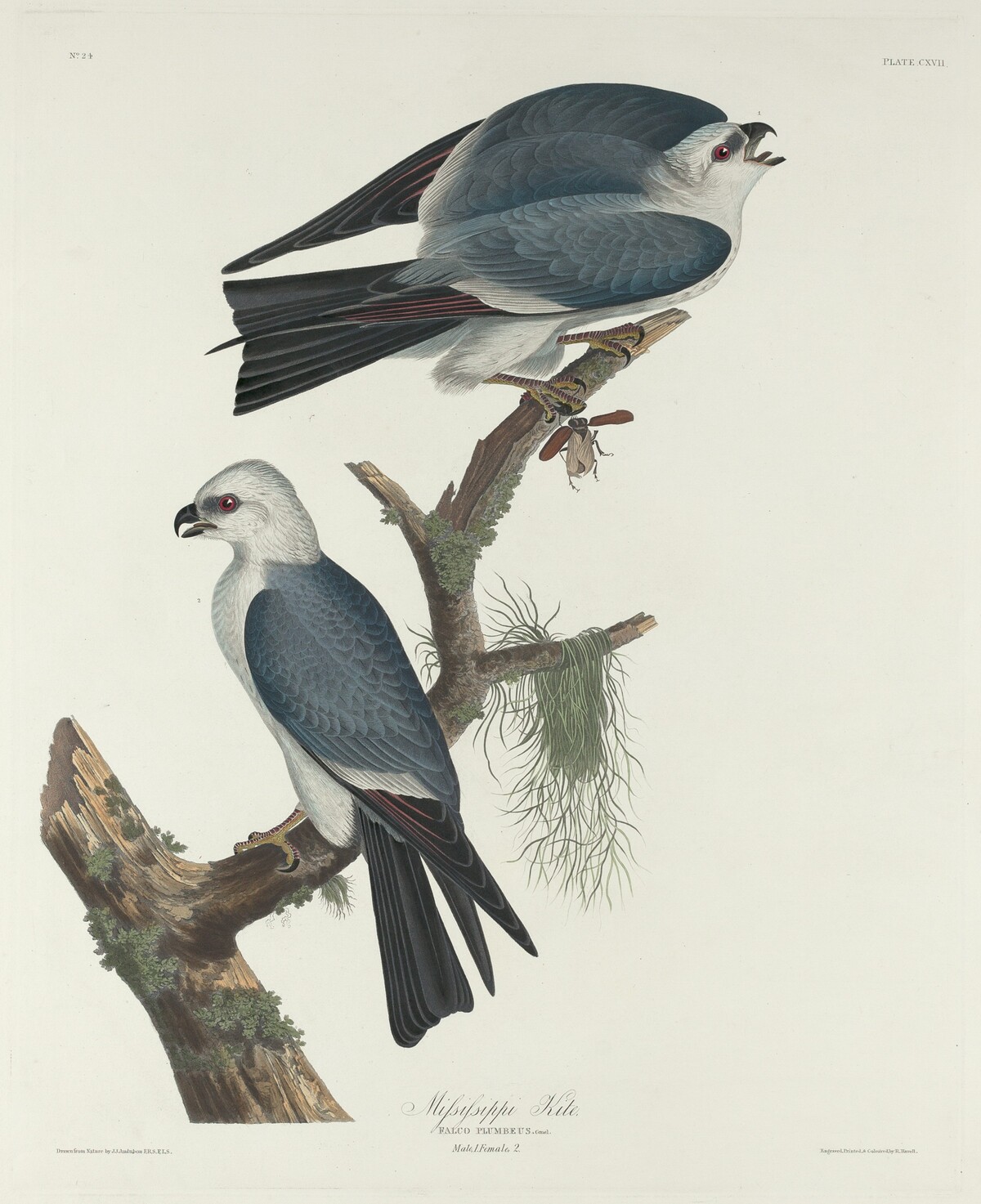 Mississippi Kite by Robert Havell after John James Audubon