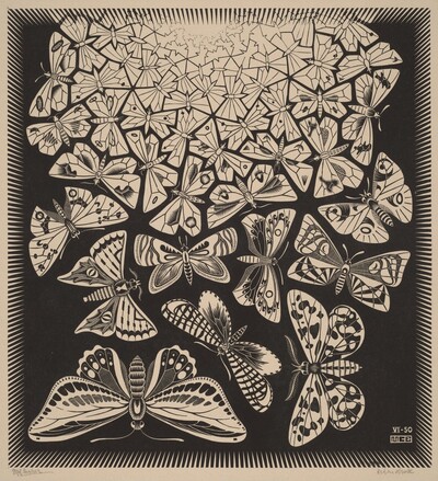 Butterflies