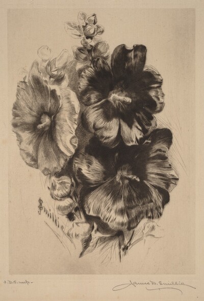 Dark Single Hollyhocks