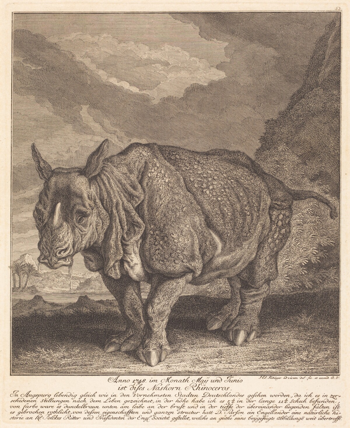 Nashorn Rhinoceros by Johann Elias Ridinger