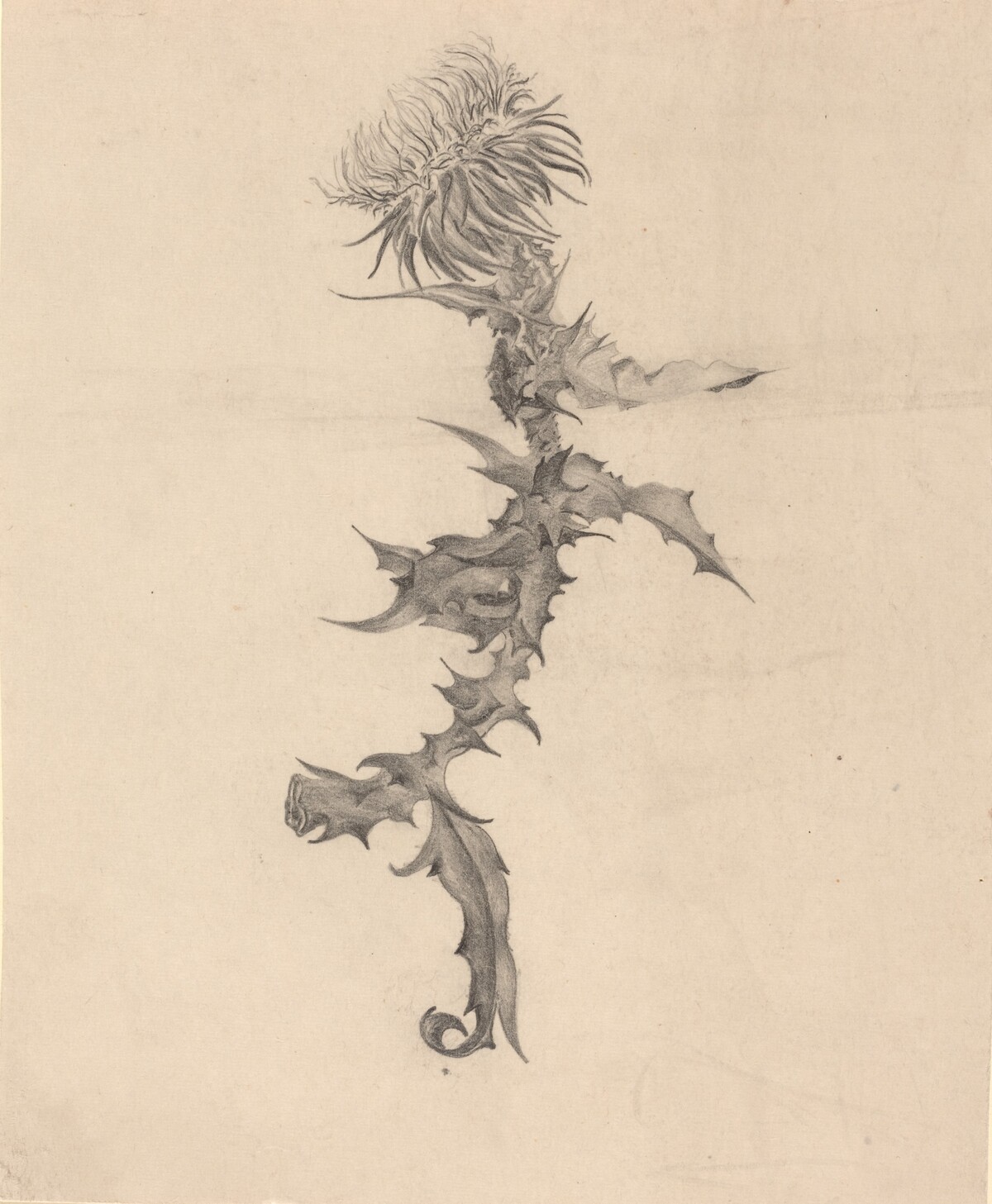 Thistle by Karel Vitezslav Masek