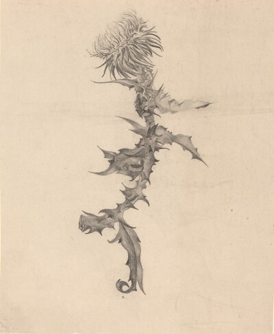 Thistle