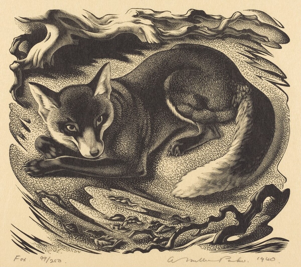 Fox by Agnes Miller Parker