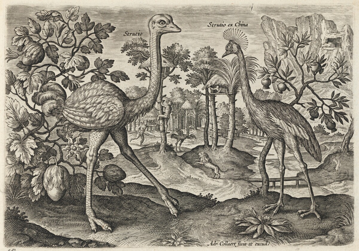 Ostrich and Crowned Crane by Adriaen Collaert