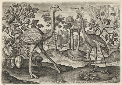Ostrich and Crowned Crane