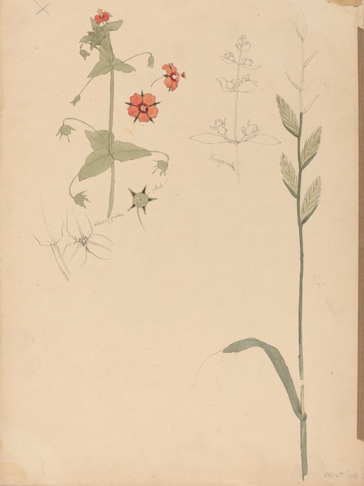 Botanical Sketch by Karel Vitezslav Masek