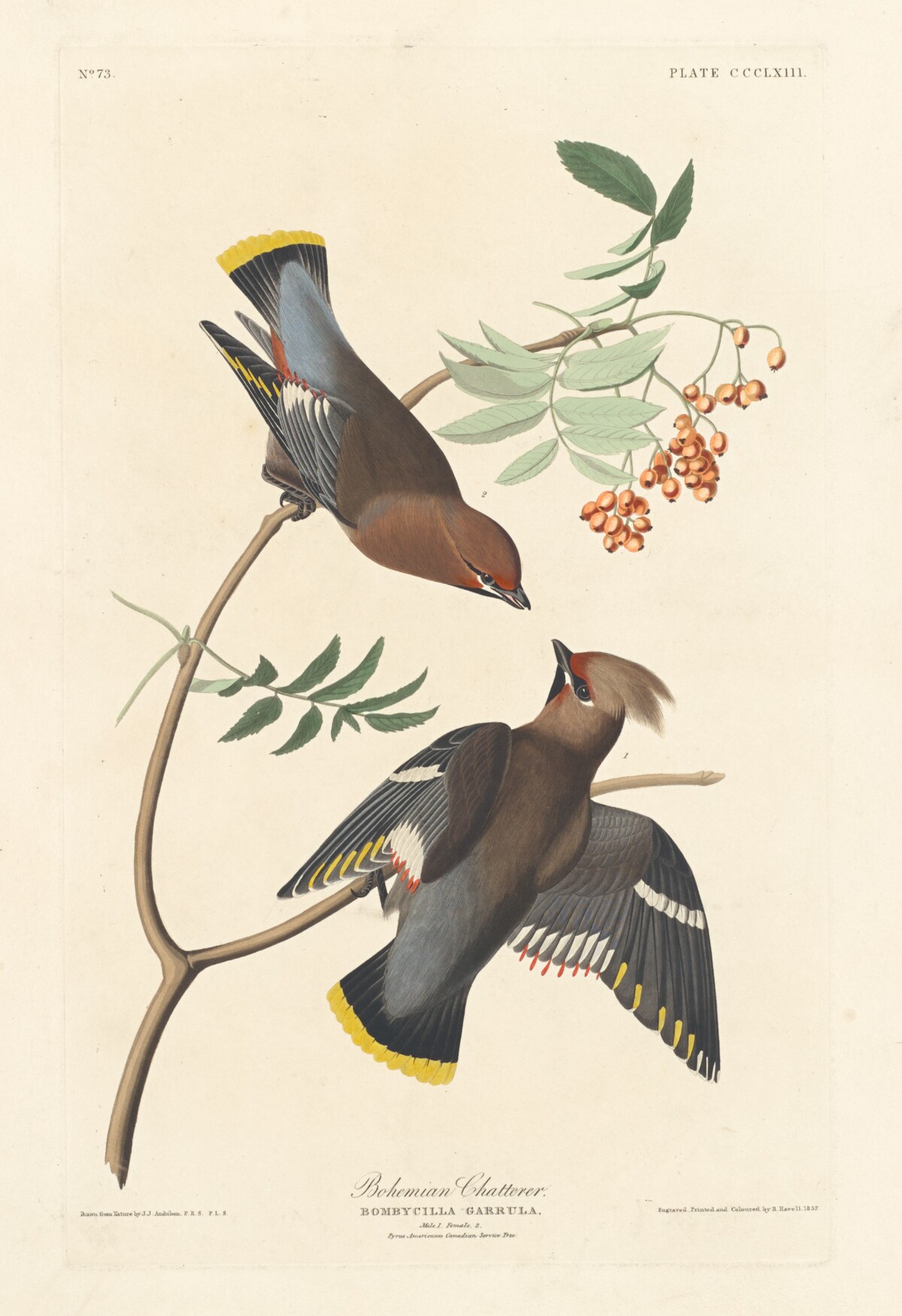 Bohemian Chatterer by Robert Havell after John James Audubon