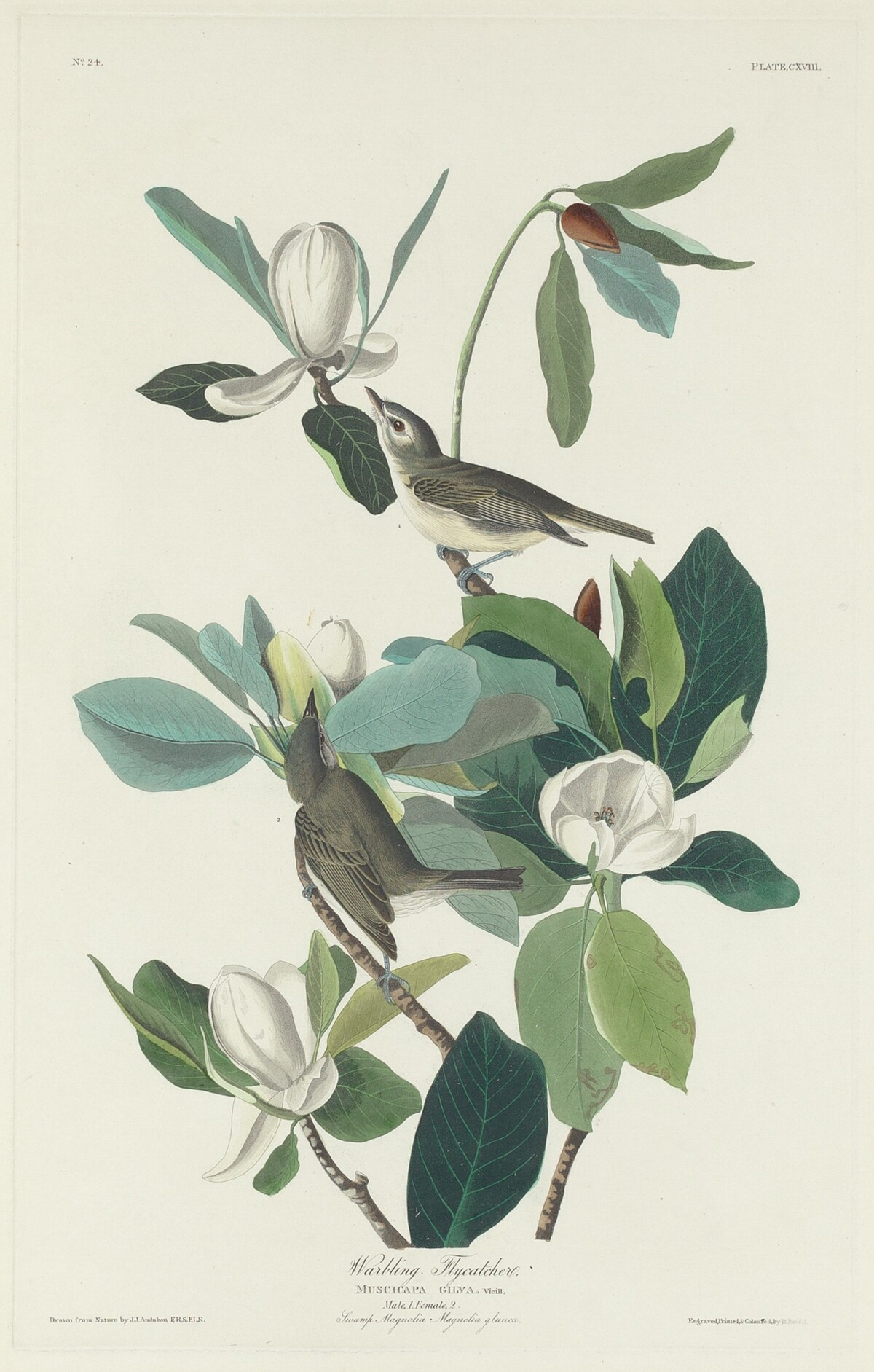 Warbling Flycatcher by Robert Havell after John James Audubon