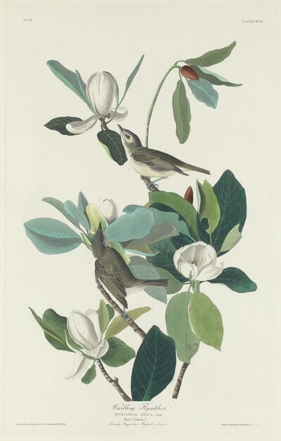 Warbling Flycatcher