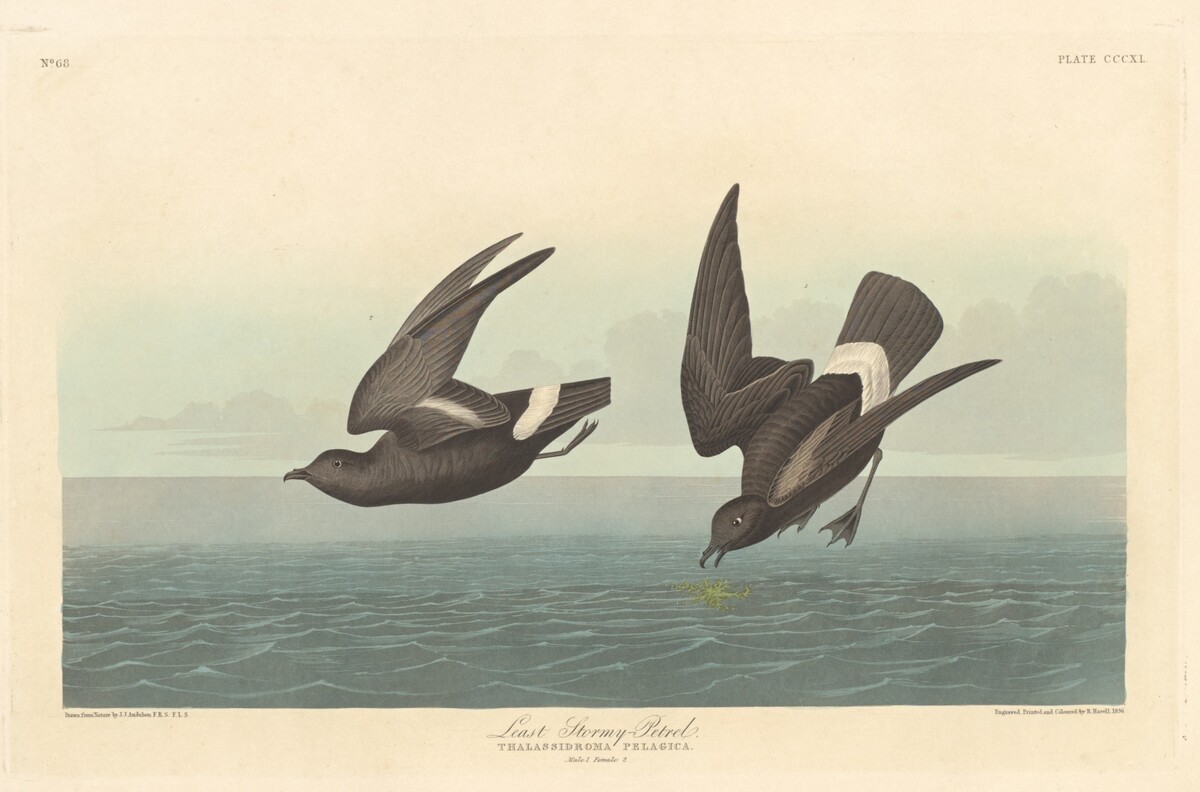Least Stormy Petrel by Robert Havell after John James Audubon