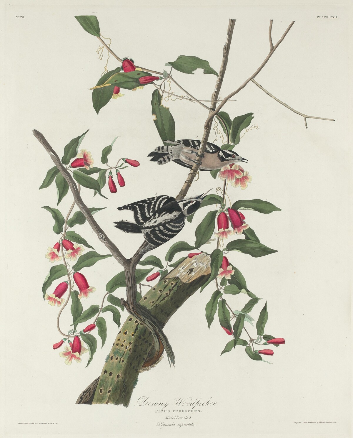 Downy Woodpecker by Robert Havell after John James Audubon