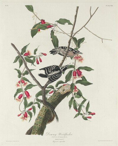 Downy Woodpecker