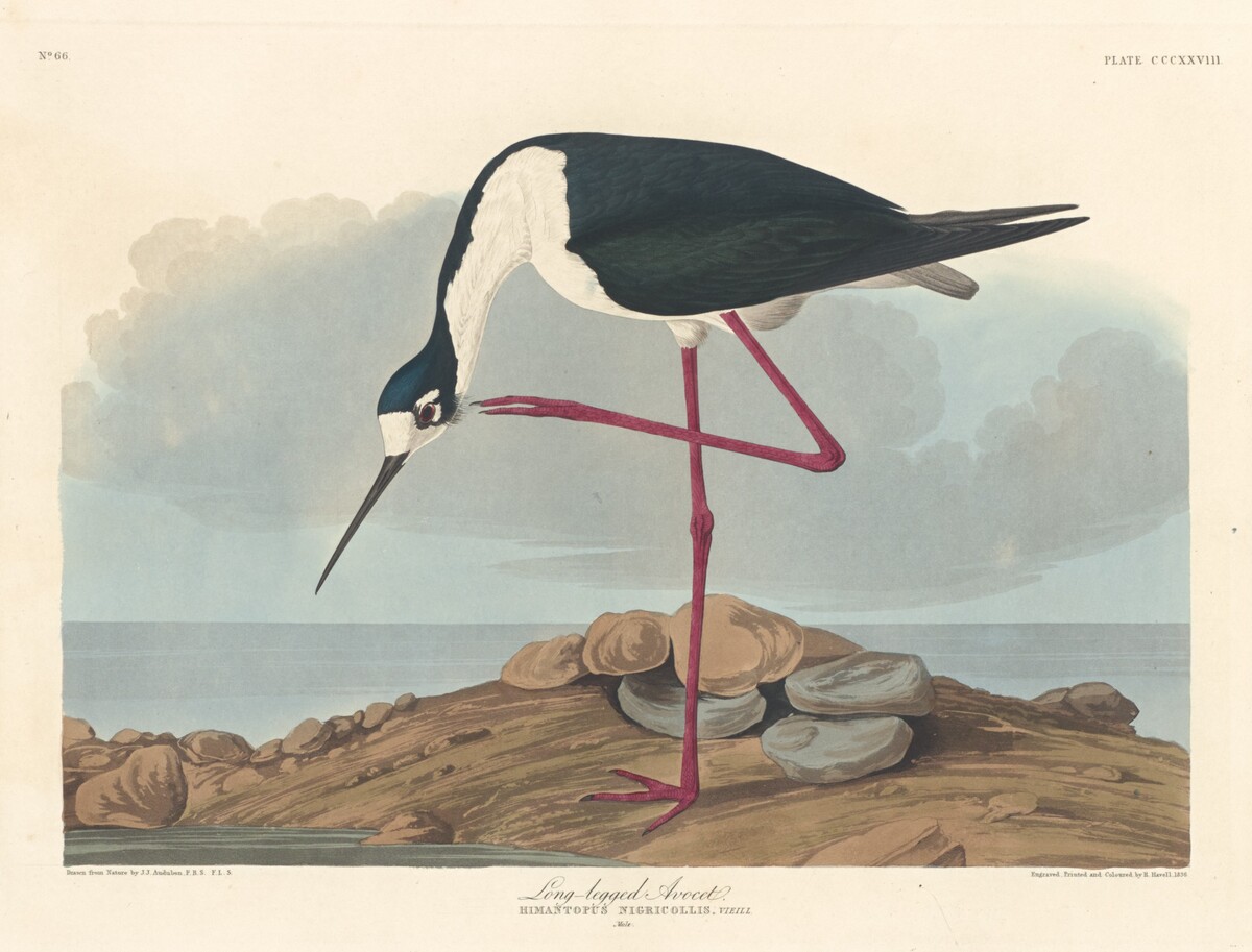 Long-legged Avocet by Robert Havell after John James Audubon
