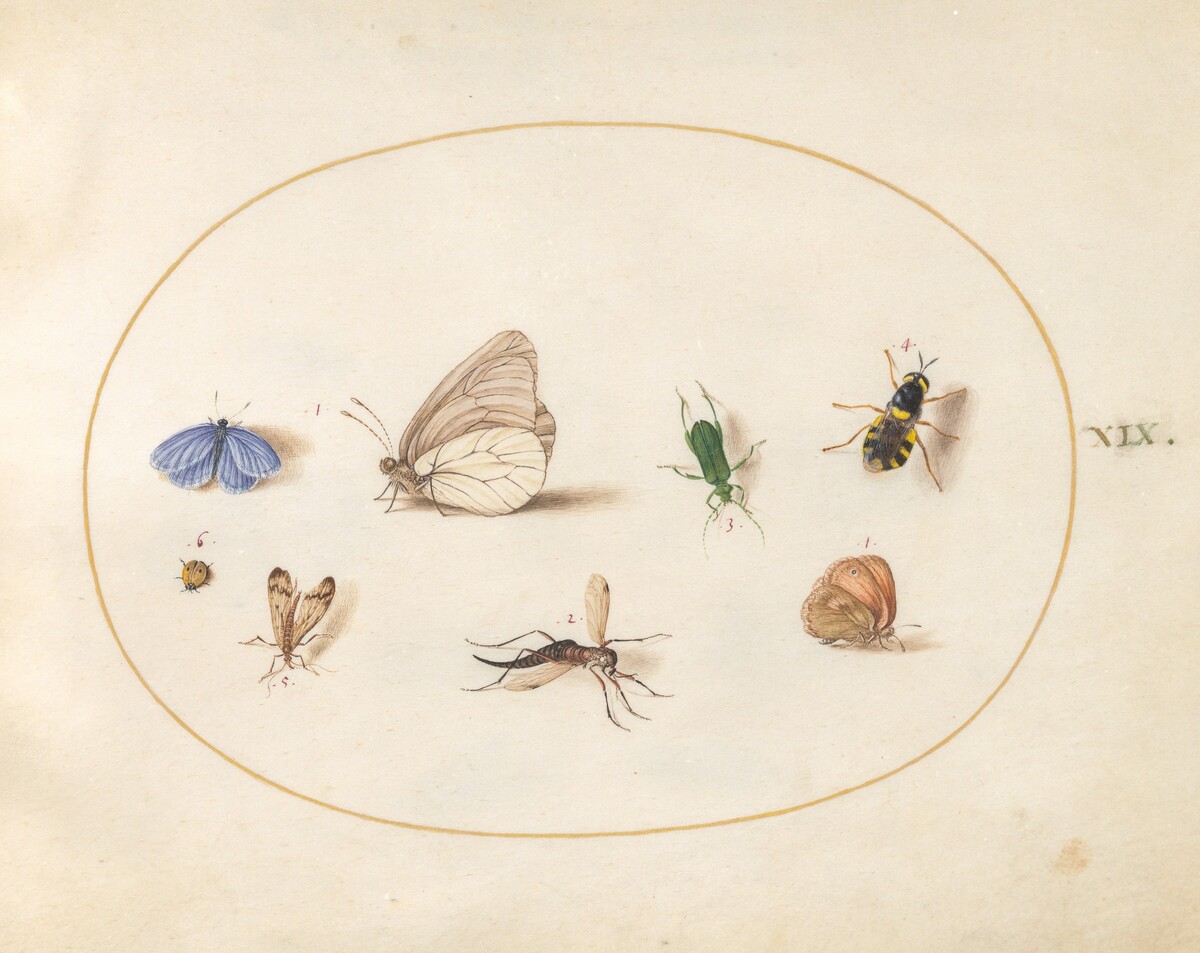 Plate 19: Two Butterflies with Five Other Insects by Joris Hoefnagel