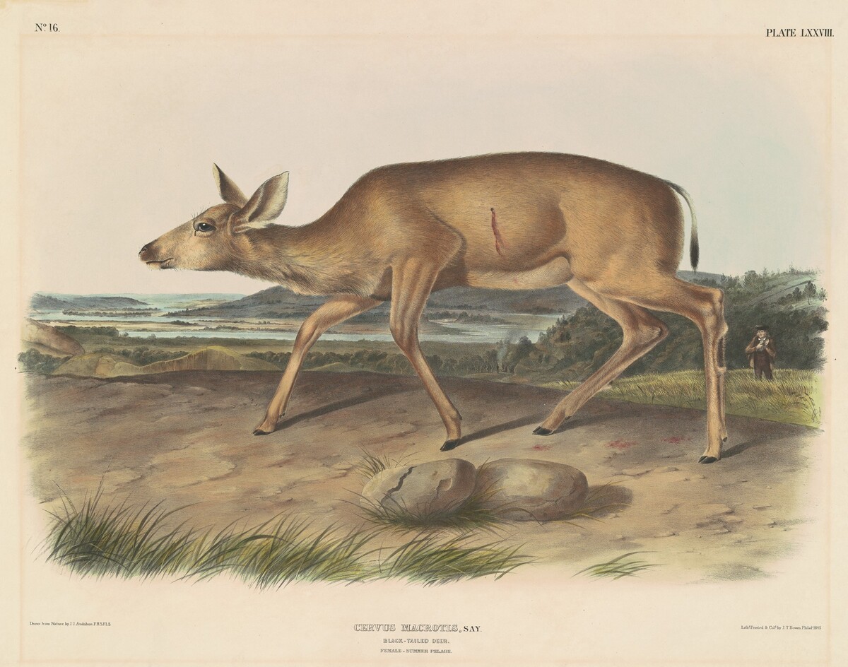 Black-Tailed Deer by John T. Bowen, after John James Audubon