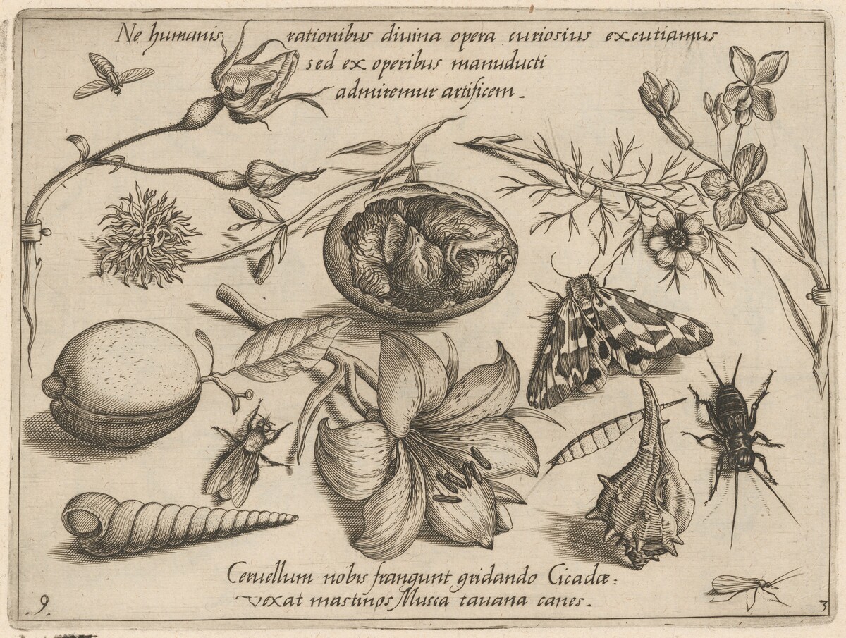 Archetypa studiaque patris Georgii Hoefnagelii [Part 3, Plate 9] by Jacob Hoefnagel after Joris Hoefnagel