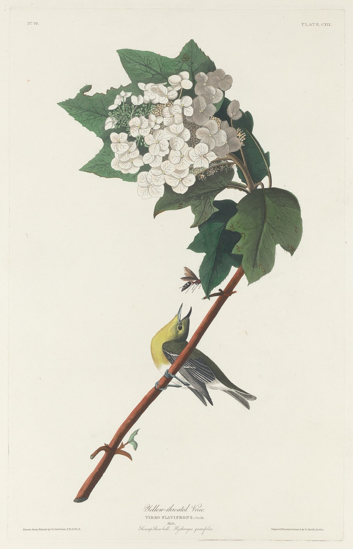 Yellow-throated Vireo by Robert Havell after John James Audubon