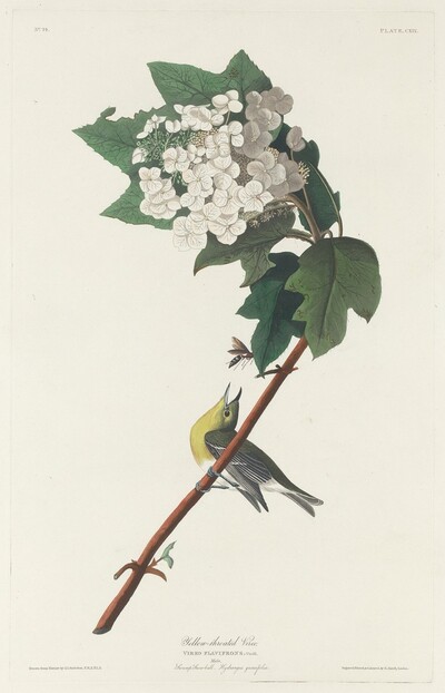 Yellow-throated Vireo