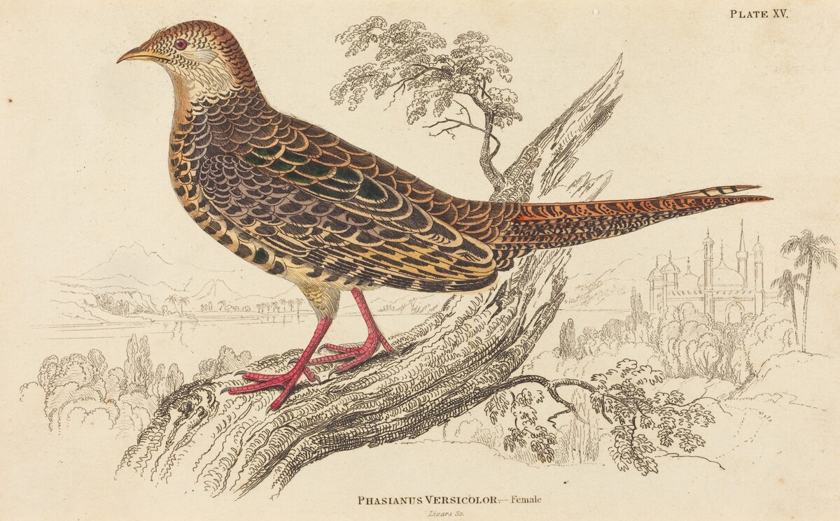 Phasianus Versicolor - Female by William Home Lizars