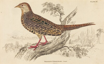 Phasianus Versicolor - Female