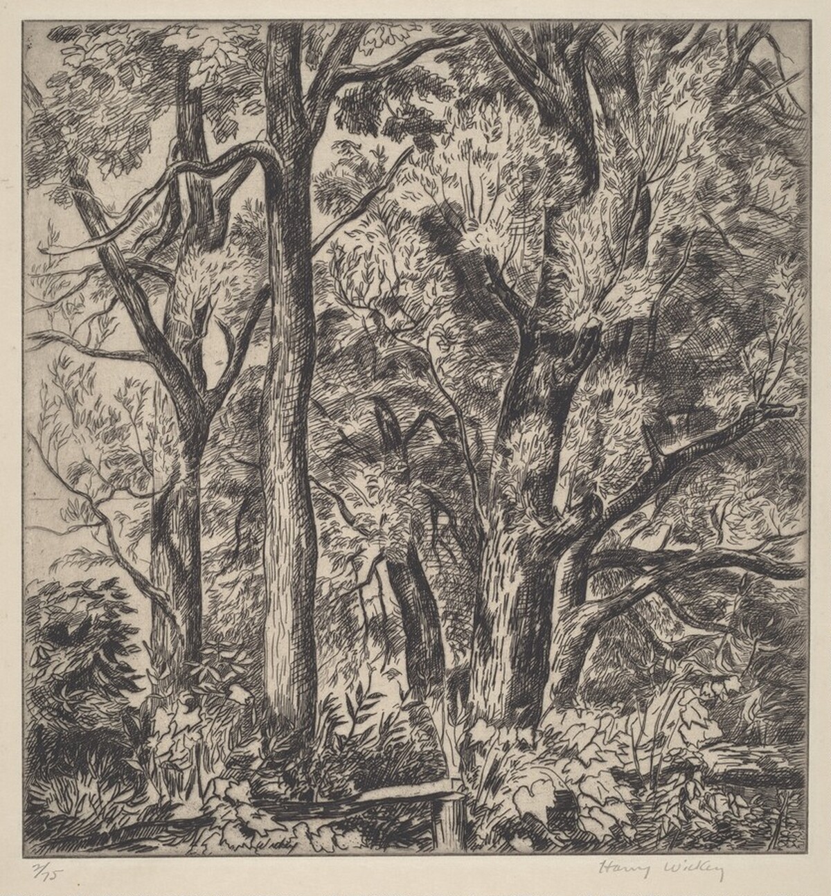 Woods Scene by Harry Newman Wickey