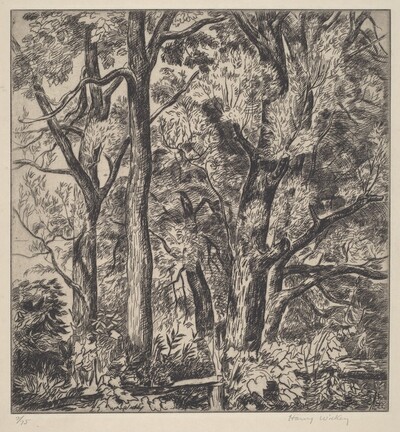 Woods Scene