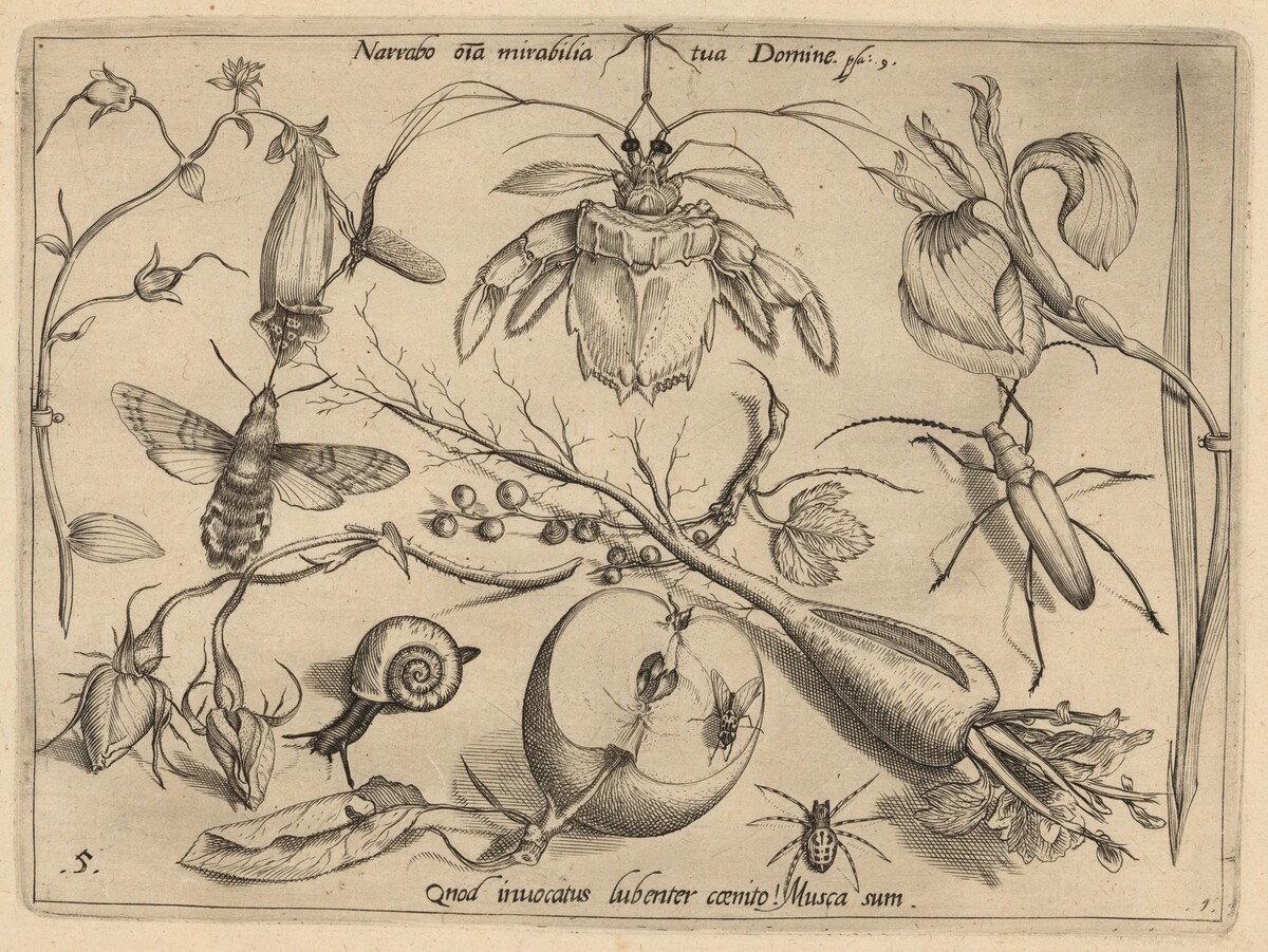 Archetypa studiaque patris Georgii Hoefnagelii [Part 1, Plate 5] by Jacob Hoefnagel, after Joris Hoefnagel