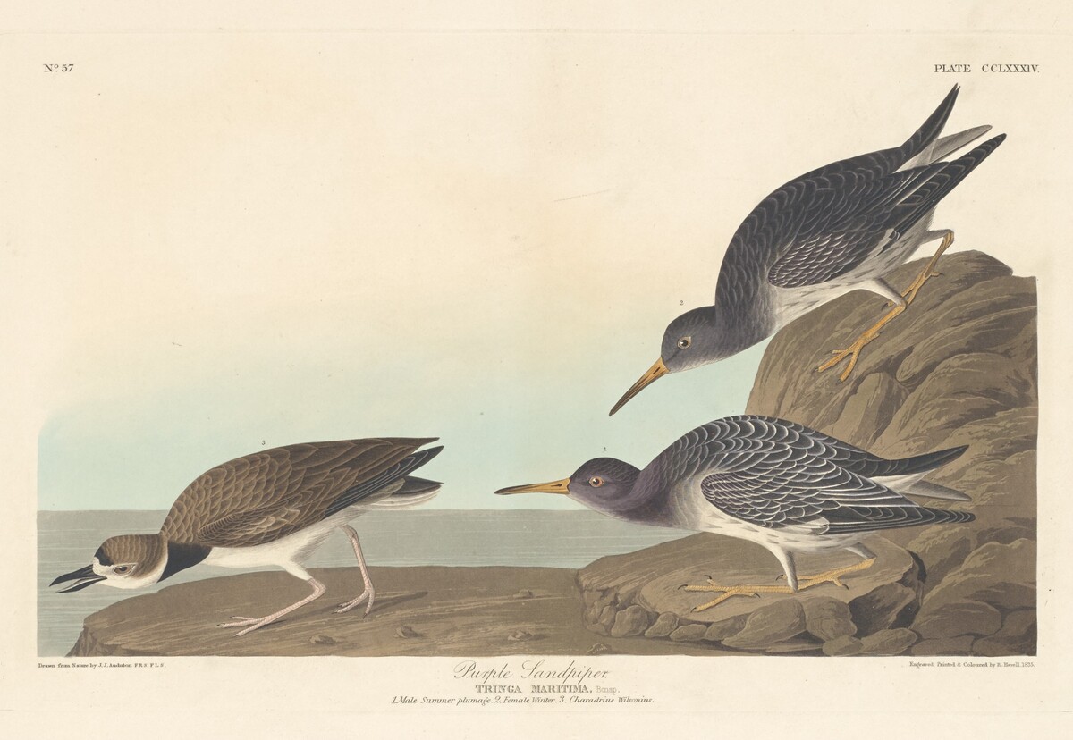 Purple Sandpiper by Robert Havell after John James Audubon