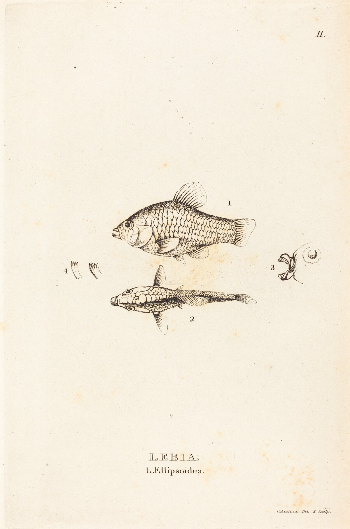 Lebia (L'Ellipsoidea) by Charles Alexandre Lesueur