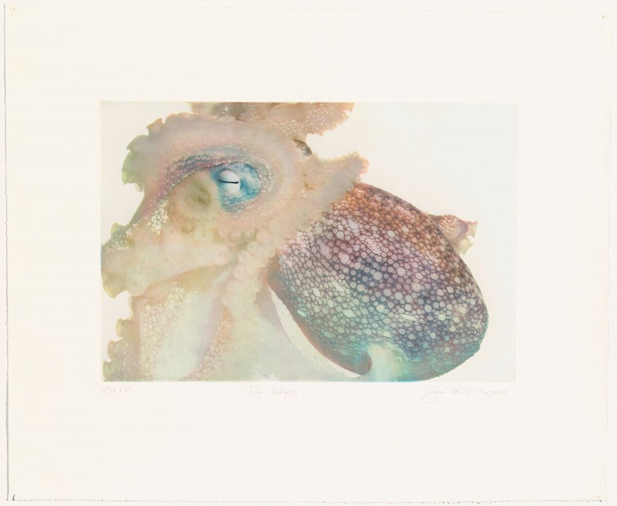 Day Octopus by Susan Middleton