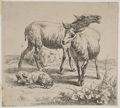 Three Sheep and a Lamb