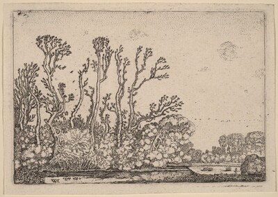 Herd of Sheep Near the Water