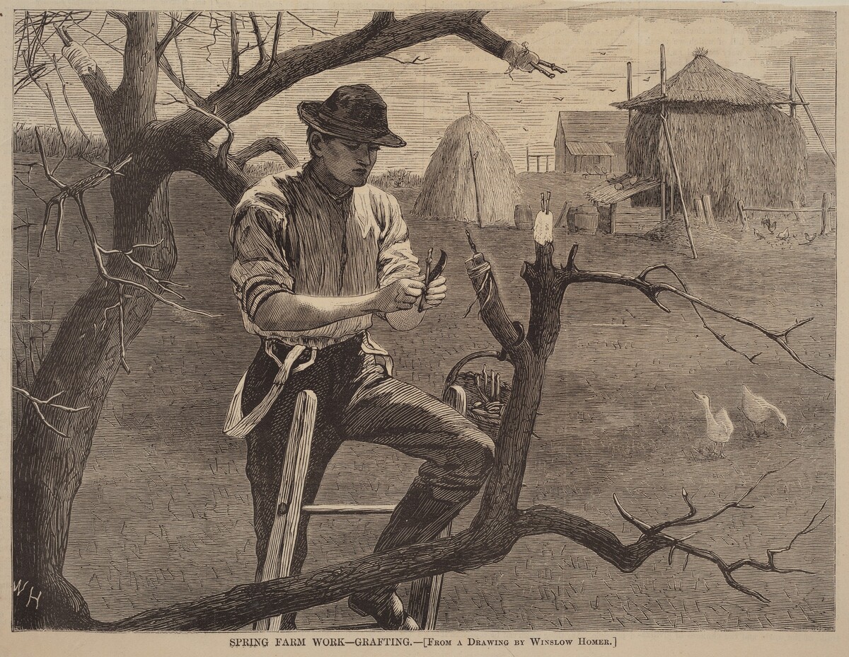 Spring Farm Work - Grafting by after Winslow Homer