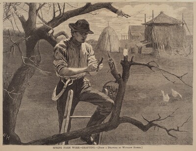 Spring Farm Work - Grafting