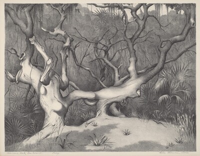 Siamese Oak, Sea Island