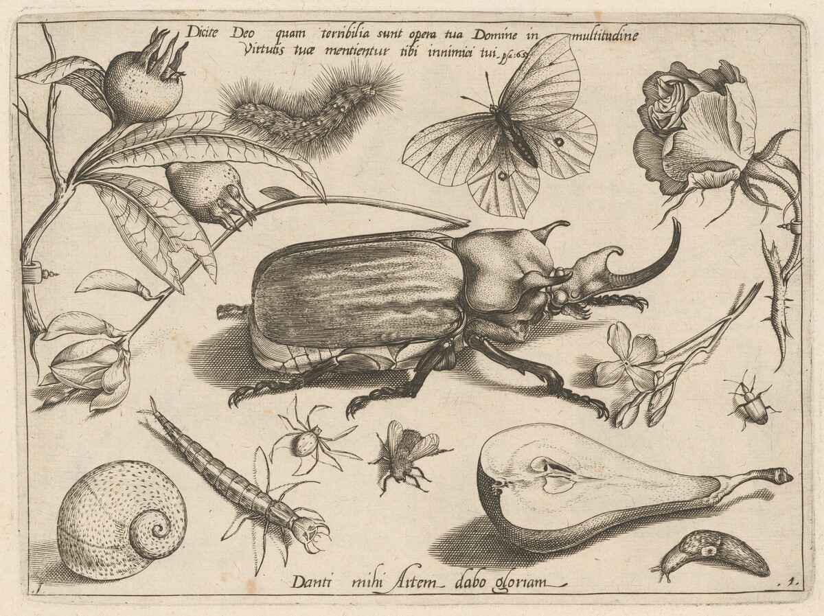 Part 1, Plate 1, from the series Archetypa studiaque (Archetypes and Studies)
 by Jacob Hoefnagel after Joris Hoefnagel