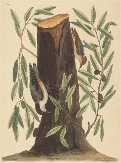 The Nuthatch (Sitta Europaea)