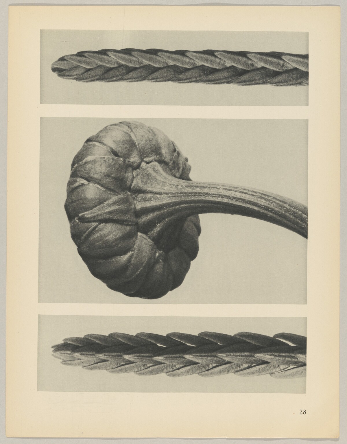 a u. c Cassiope tetragona; b Chrysanthemum Leucanthemum by Karl Blossfeldt