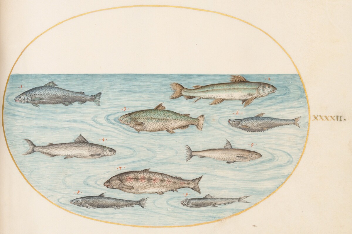 Plate 42: Nine Fish by Joris Hoefnagel