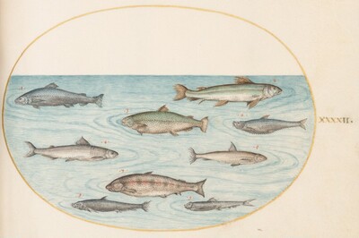 Plate 42: Nine Fish