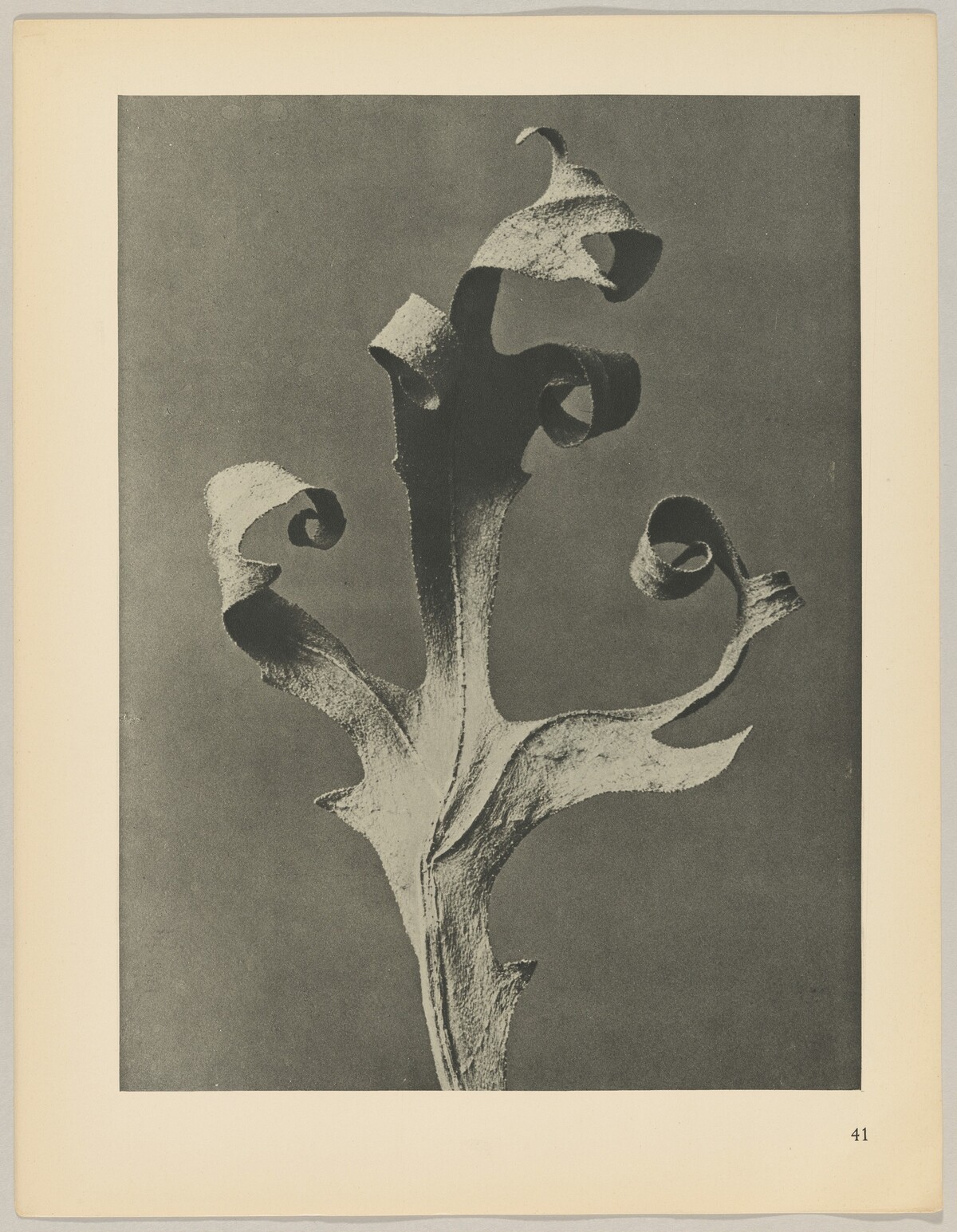Silphium laciniatum by Karl Blossfeldt