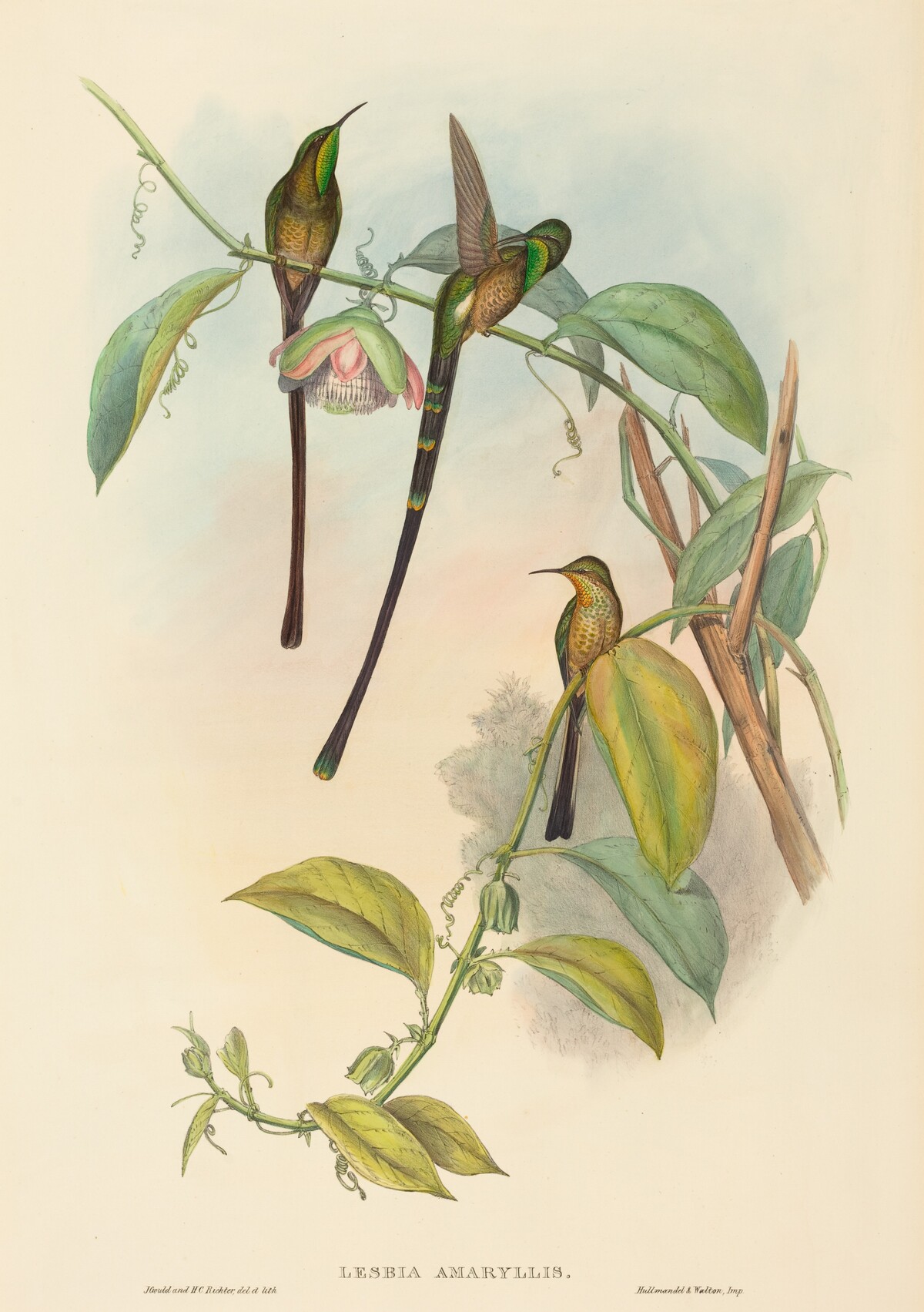 Lesbia Amaryllis by John Gould and H.C. Richter