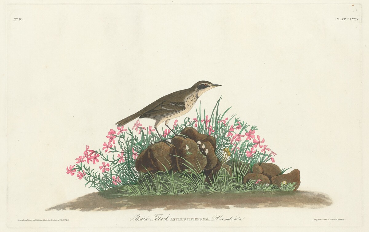 Prairie Titlark by Robert Havell, Jr. after John James Audubon