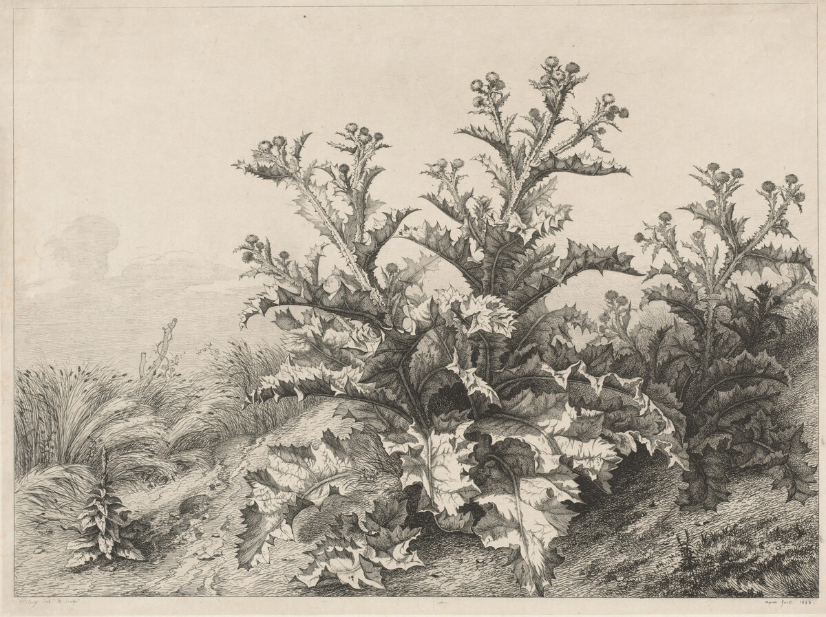The Great Thistle (Le Grand Chardon) by Eugène Bléry