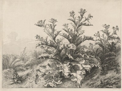 The Great Thistle (Le Grand Chardon)