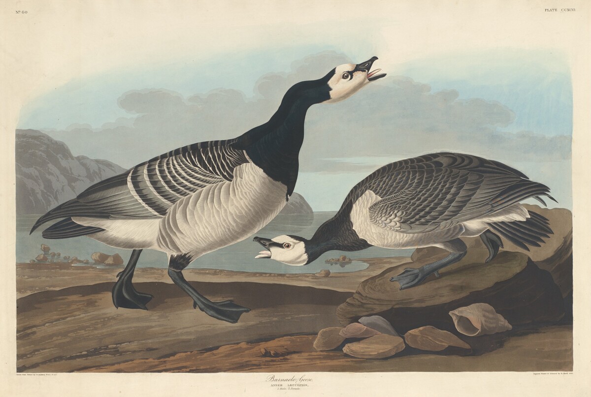 Barnacle Goose by Robert Havell after John James Audubon