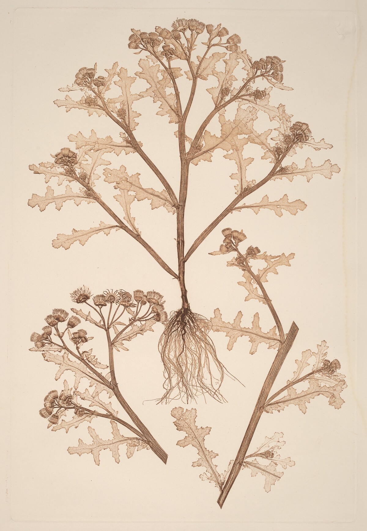 Senecio viscosus by Constetin von Ettinghausen and Alois Pokorny
