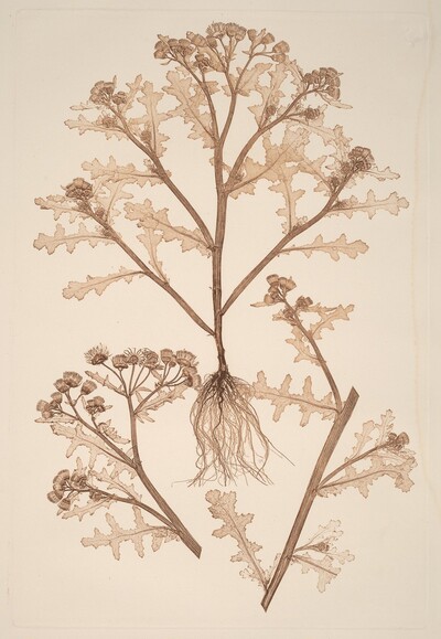 Senecio viscosus