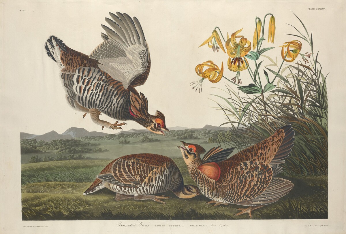 Pinnated Grous by Robert Havell after John James Audubon